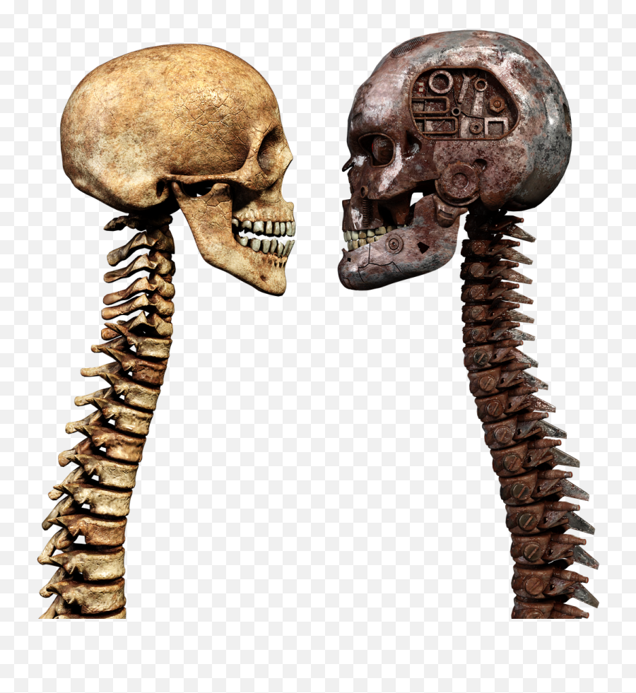 Free Photo Skull Spine Bone Crossbones Cervical Vertebrae - Scary Emoji,Skull And Crossbones Png