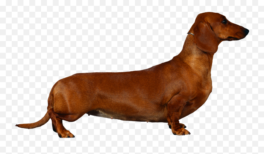 Dog Png - Dachshund Png Emoji,Puppy Transparent Background