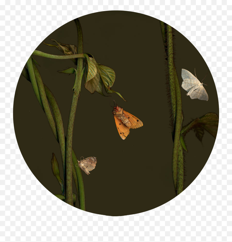 Moth Png Full Size Png Download Seekpng - Ochlodes Emoji,Moth Png
