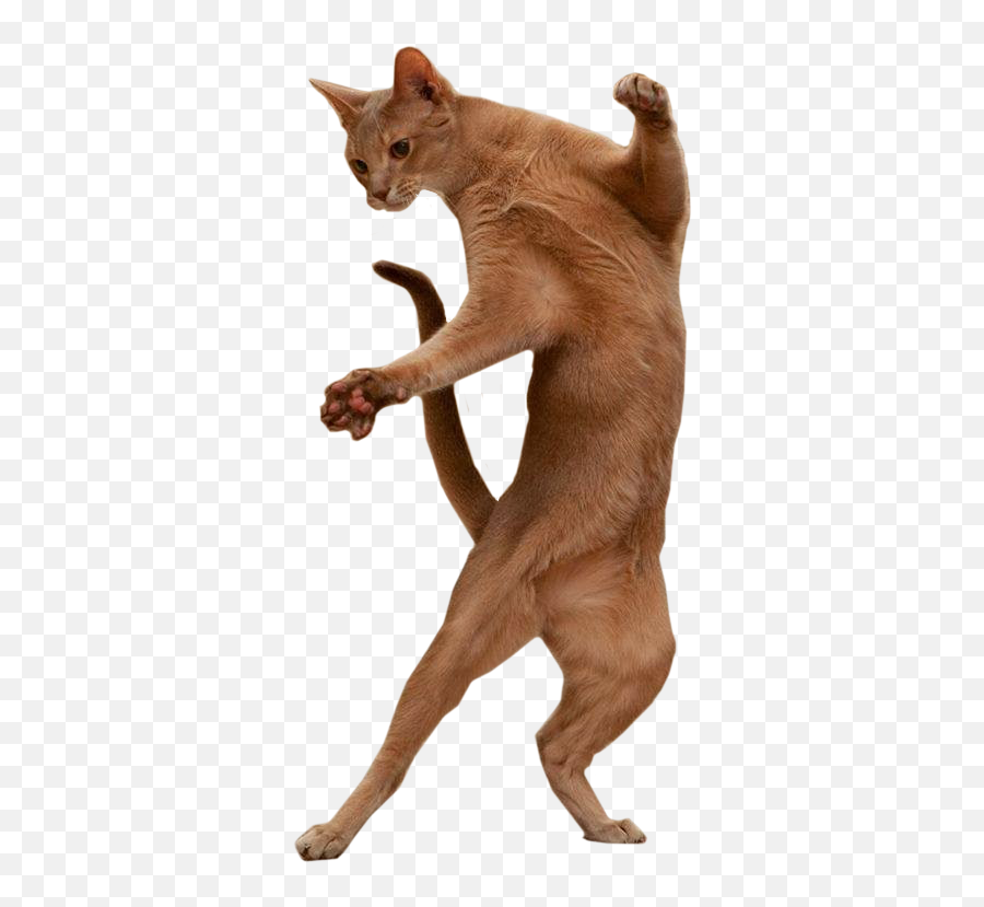 Burmese Cat Dance Image Portable Network Graphics Gif Emoji,Dancing Cat Gif Transparent
