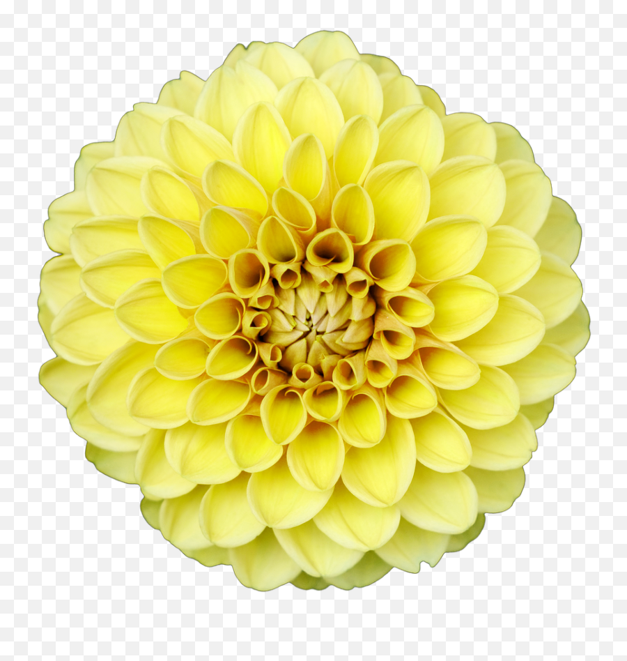 Download Free Photo Of Flower Isolated - Long Flower Transparent Background Emoji,Flower Transparent Background