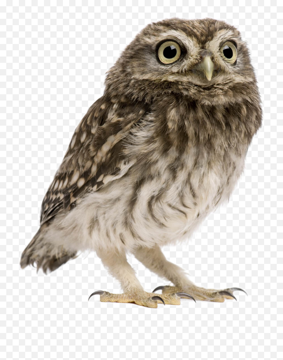 Owl Png Image Transparent Background - Owl Png Emoji,Owl Png