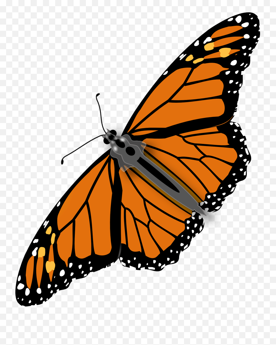 Colorful Butterfly Clipart Cute - Monarch Butterfly Png Gif Emoji,Butterfly Png