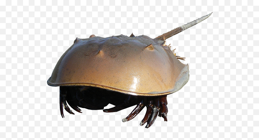 Horseshoe - Crab The Wetlands Institute Transparent Horseshoe Crab Clipart Emoji,Crab Png