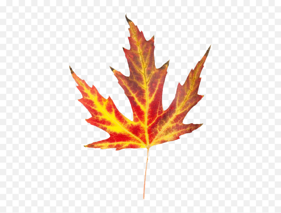 The - Fall Leaf Emoji,Fall Leaf Png