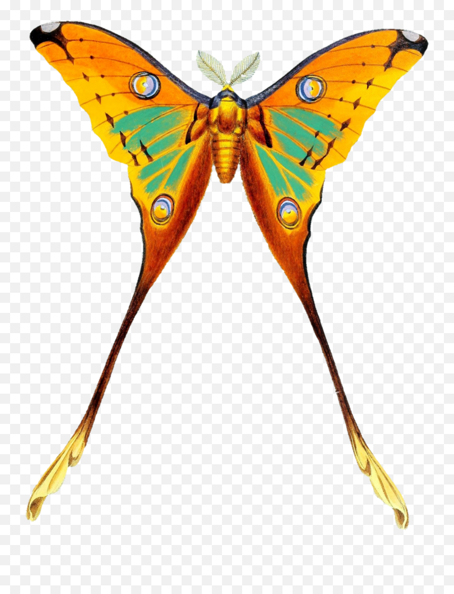 Butterfly Moth Vintage Kins Free Stock Photo - Public Domain Emoji,Moth Transparent
