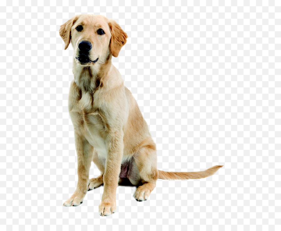 Dog Png Image Beautiful Dogs Transparent Pictures - Free Golden Labrador Png Emoji,Puppy Transparent Background