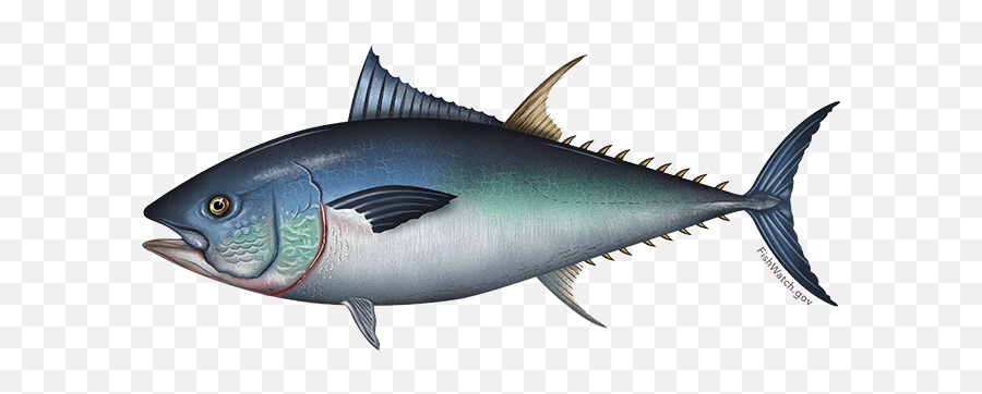 Fish Types Moondance Charters Of Montauk Emoji,Fishes Png
