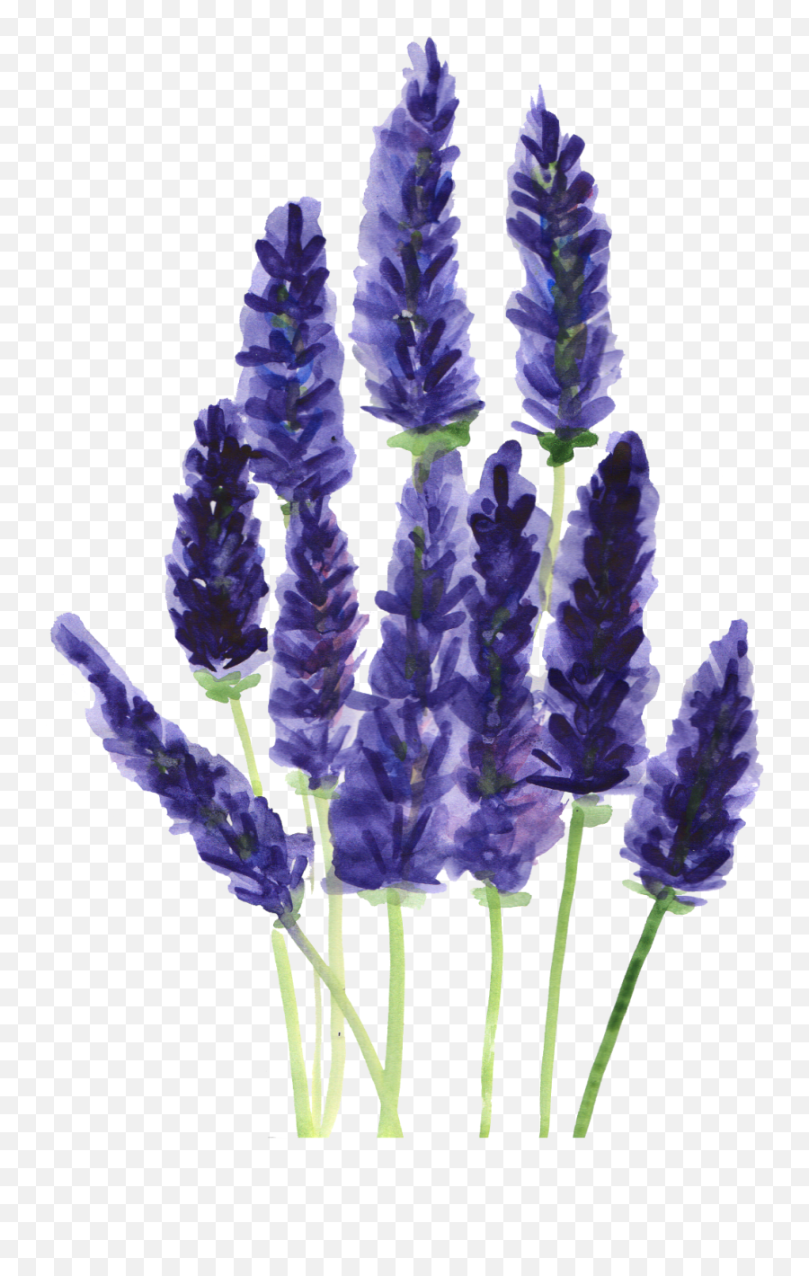 Lavender Clipart Lavender French - Watercolor Lavender Flower Png Emoji,Lavender Clipart