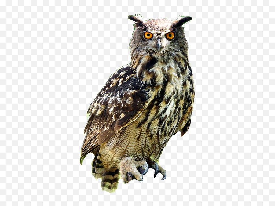 Download Owl Free Download Hq Png Image - Great Horned Owl Png Emoji,Owl Png