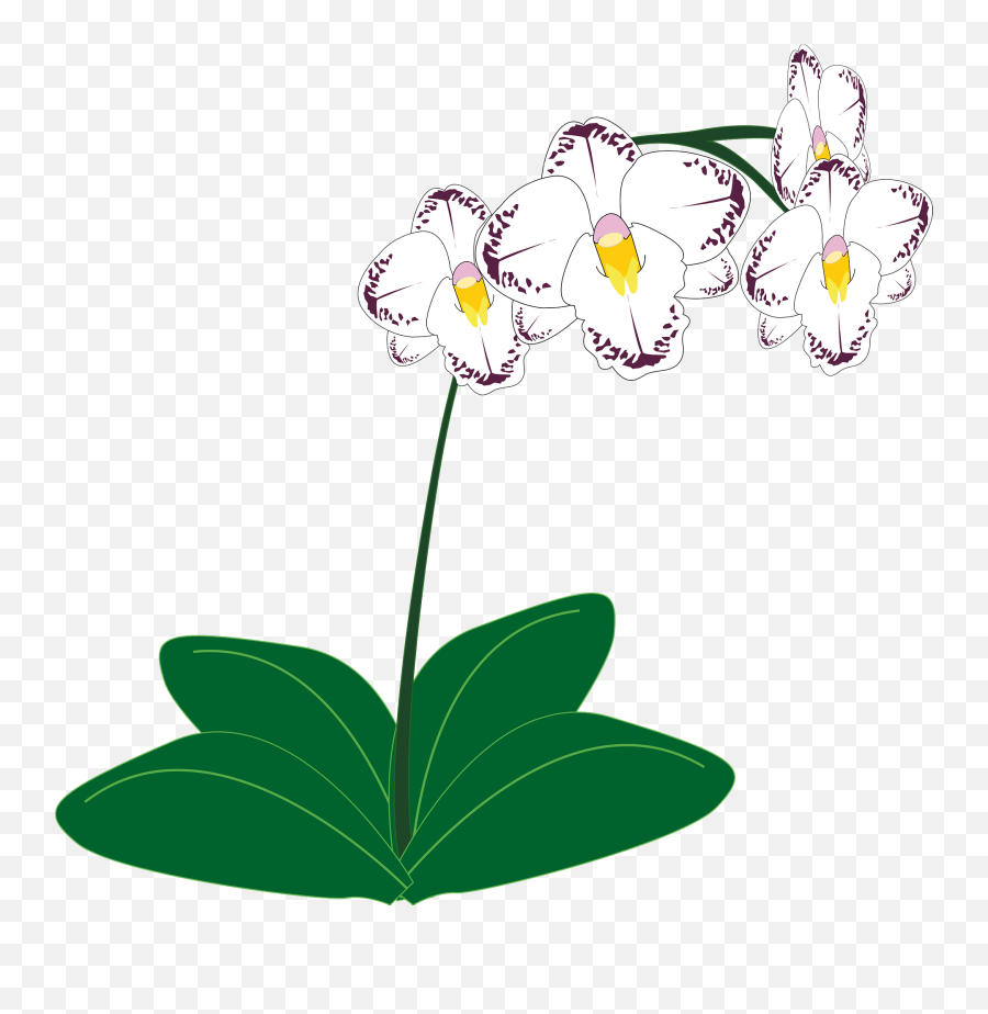 White Orchids Clipart - Orchid Plant Clip Art Emoji,Orchid Clipart