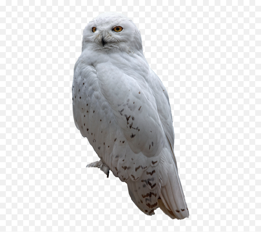 Owl Snow Predator Nature Winter Bird Wildlife - 12 Inch By Emoji,Snow Frame Png
