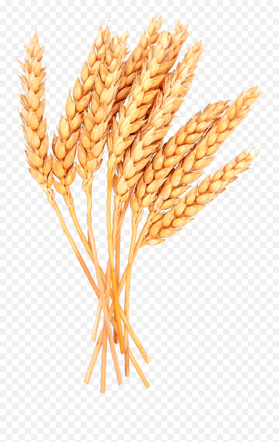 Download Wheat Vector Free Png Image - Transparent Wheat Vector Png Emoji,Wheat Clipart