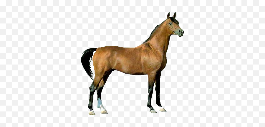Chestnut Horse Clipart - Horse Clipart Real 350x352 Png Emoji,Horse Clipart Png