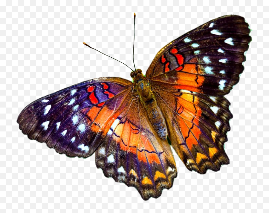 Butterflies Png Transparent - Transparent Background Translucent Transparent Background Butterfly Png Emoji,Butterfly Png