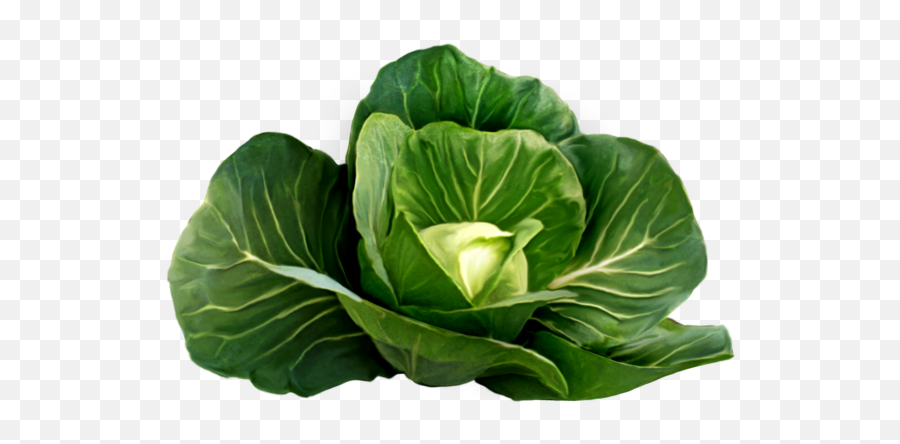 Cabbage Picture Clipart Cabbage Vegetable Farming - Cabbage Png Emoji,Veggies Clipart