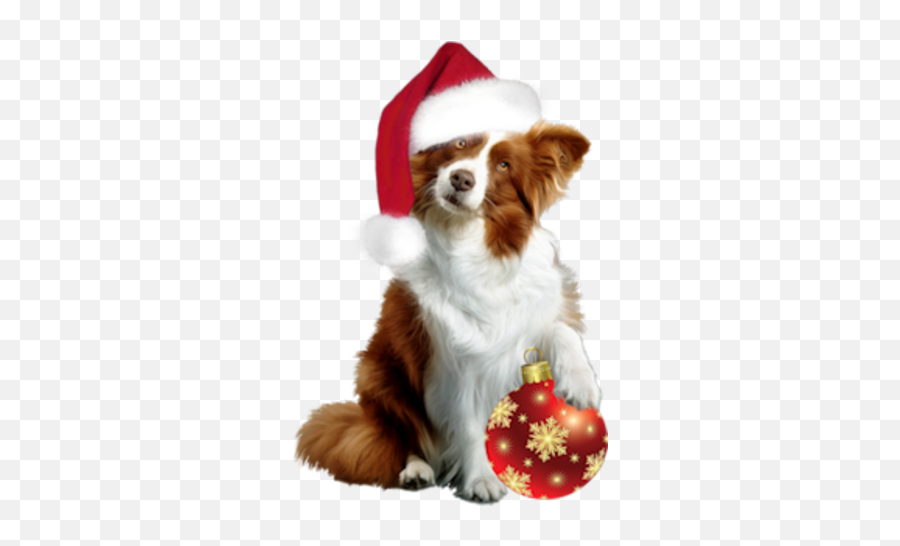 Pin By Corina Frezja On Pieski Christmas Animals - Bone Dog Toy Walmart Emoji,Christmas Dog Clipart