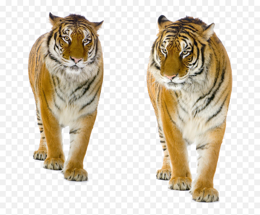 Download Tiger Png Background - Tiger Standing Front View Transparent Background Tiger Png Emoji,Tiger Png