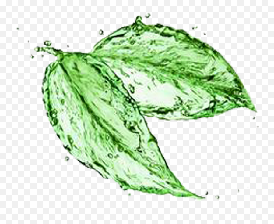 Mint Leaves Png - Green Matcha Water Wet Cleaning Emoji,Wet Png