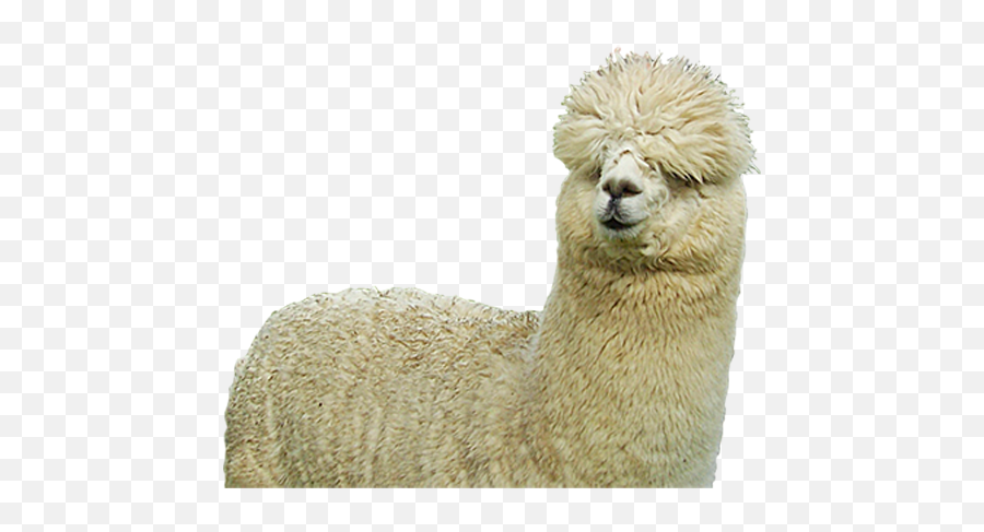 Download Farm Sheep Huacaya Alpaca Fiber Free Clipart Hq Hq - Fresh Emoji,Cute Llama Clipart