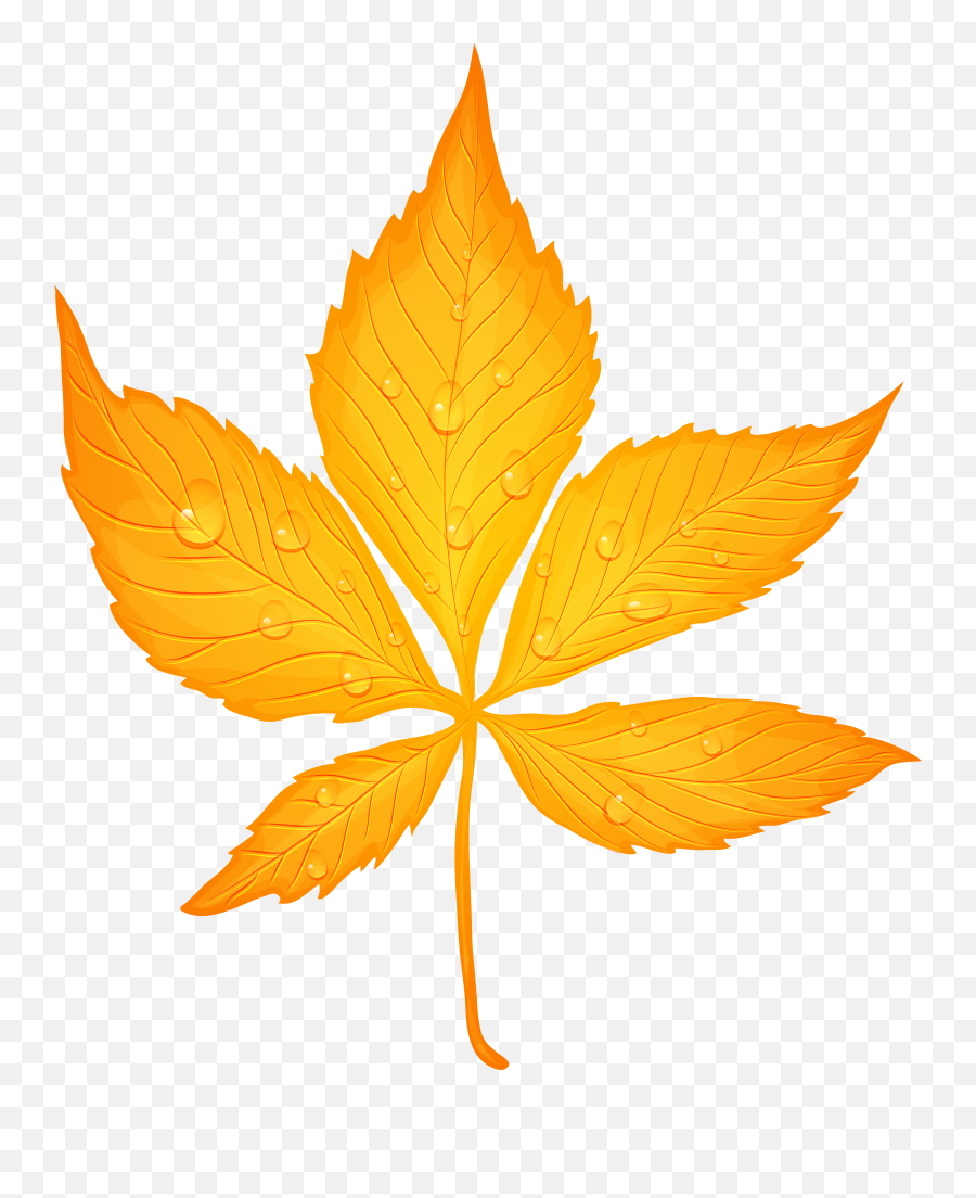 Download Yellow Autumn Leaf With Dew Drops Transparent Png - Autumn Yellow Leaf Png Emoji,Fall Leaves Transparent Background