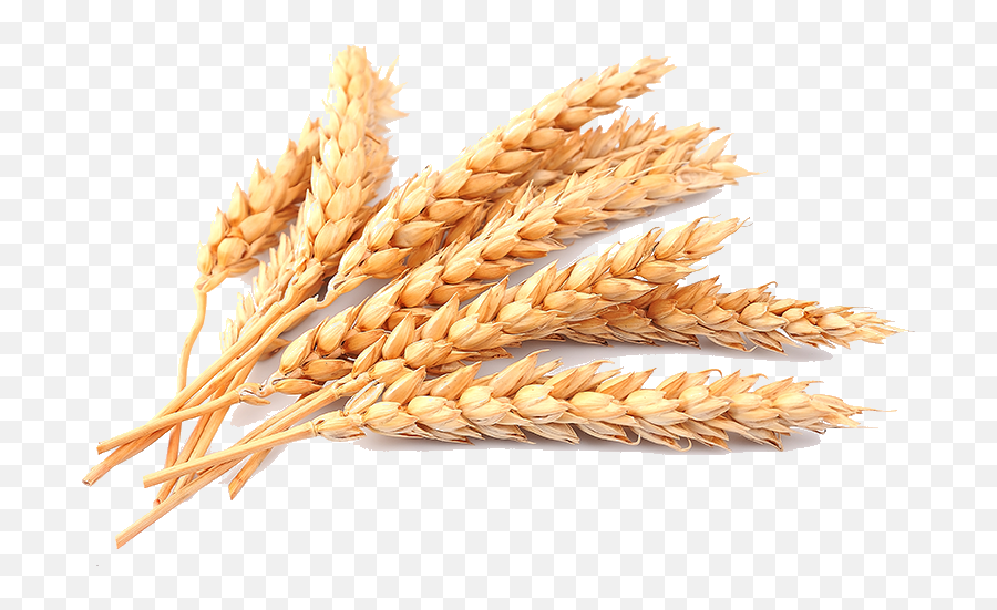 Grain Wheat Images Png Transparent - Transparent Background Wheat Png File Emoji,Grain Png