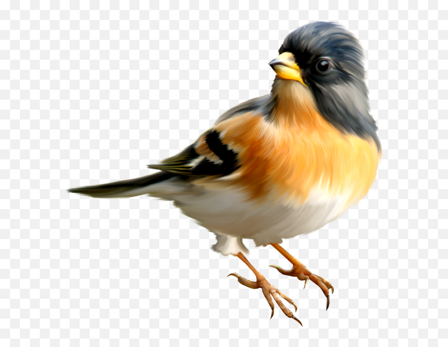 Flying Bird Png 8 - Transparent Transparent Background Bird Png Emoji,Bird Png