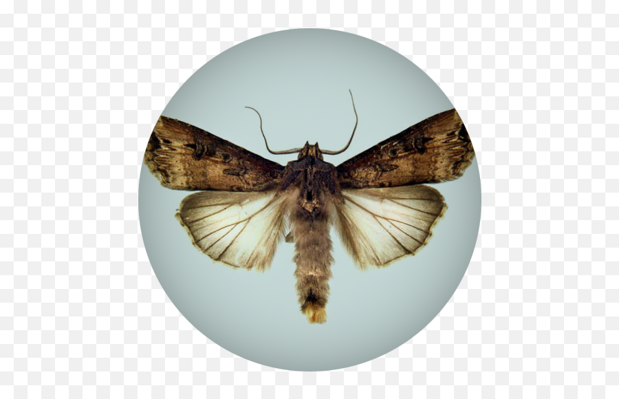 Black Cutworm Pest Monitoring Integrated Pest Managment - Cutworm Male And Female Adult Emoji,Moth Transparent