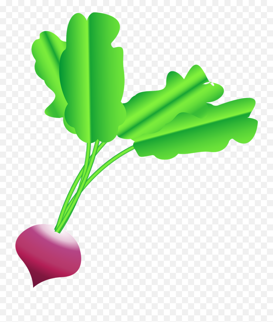 Radish Beet Beets - Free Vector Graphic On Pixabay Emoji,Beet Png
