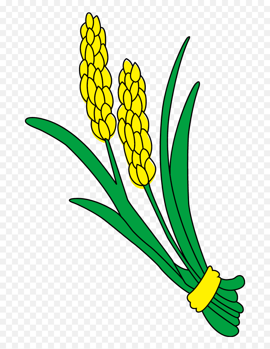 Rice Gadu Paddy Field Gratis - Rice Clipart Full Size Wheat Transparent Rice Plant Clipart Emoji,Rice Clipart