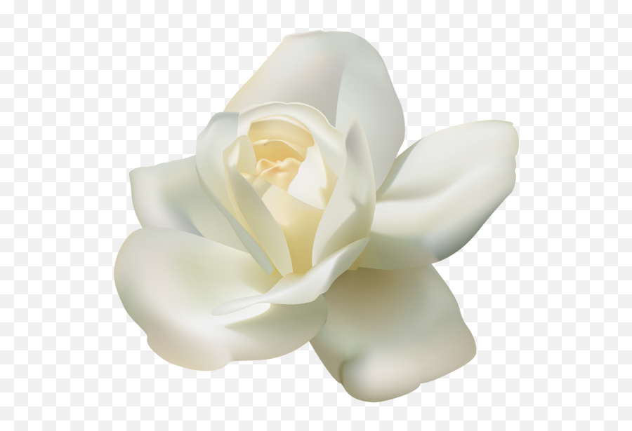 Download White Rose Hq Png Image - Beautiful White Roses Png Emoji,White Rose Png