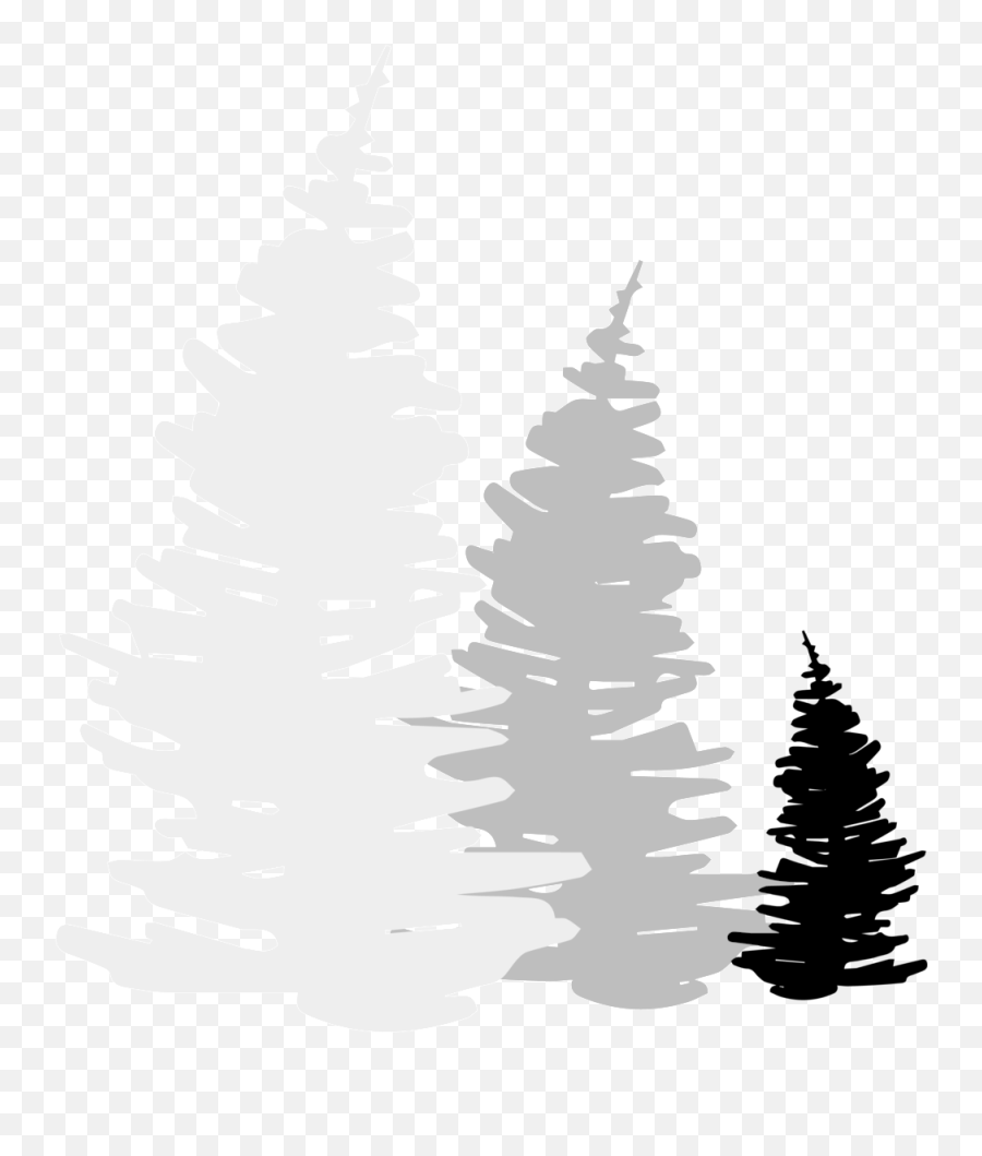 Trail Roots - Logo Trees Png Emoji,Trees Png
