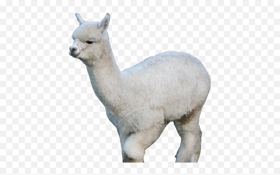 Download Hd Claireville Alpacas Alapaca Farm - Transparent Alpakka Transparet Emoji,Alpaca Png