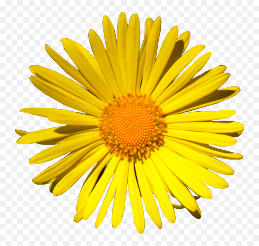 Yellow Daisy Png - Go To Image Srecan Rodjendan Drugarice Png Slike Emoji,Daisy Transparent Background