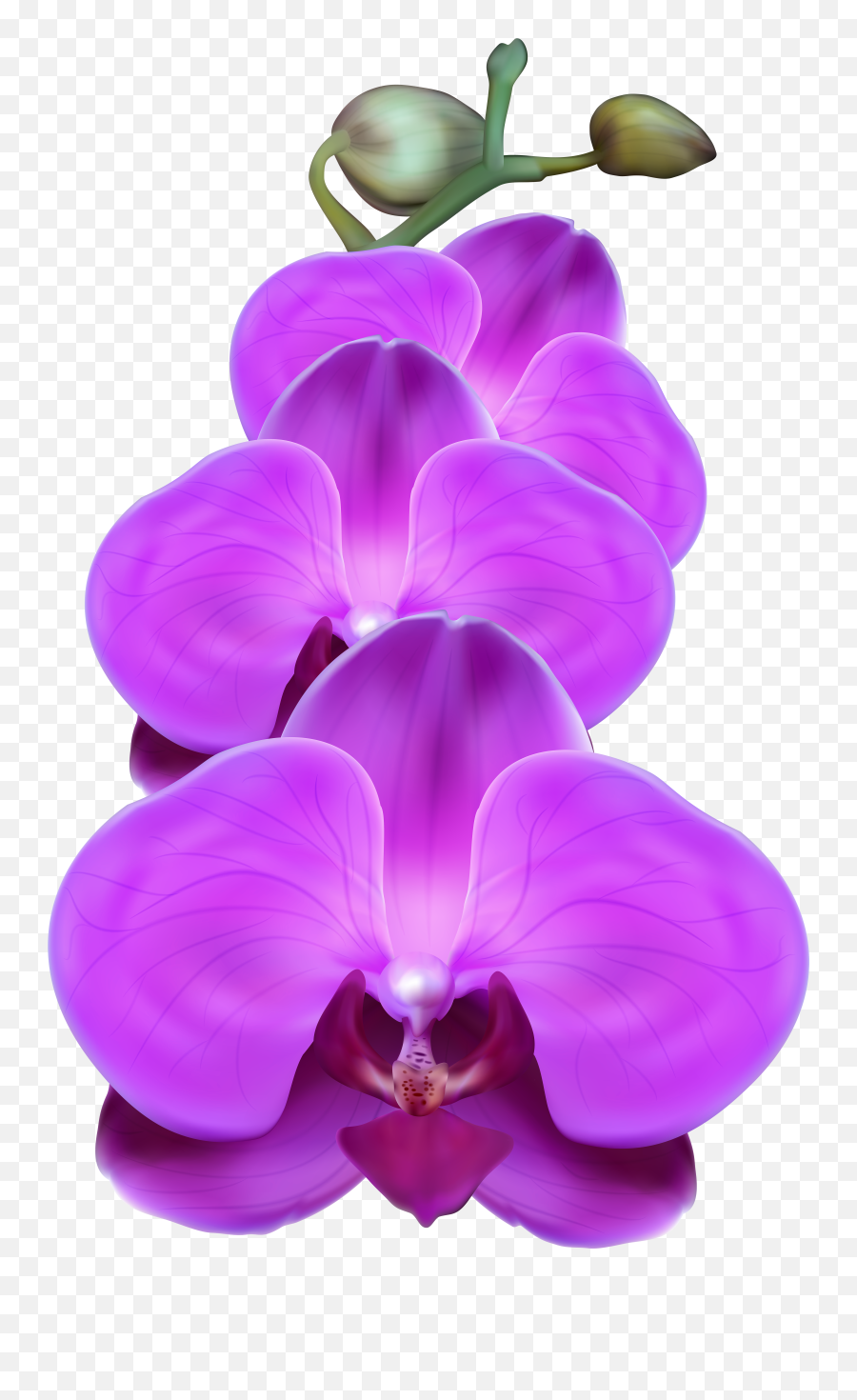 Free Photo Purple Orchid - Bloom Blossom Flower Free Emoji,Orchid Clipart Black And White