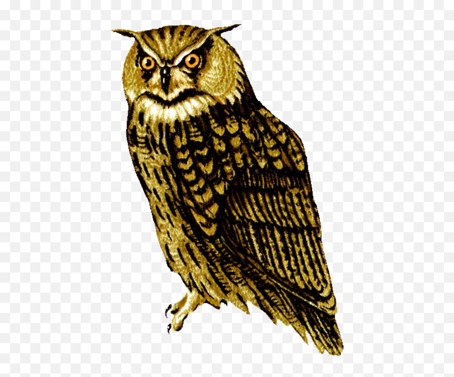 Barn Owl Png Transparent Picture - Owl Bird Clipart Png Emoji,Owl Png