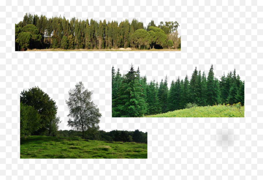 Download Hd Trees Png - Many Trees Png Transparent Png Image Many Tree Png Emoji,Trees Png