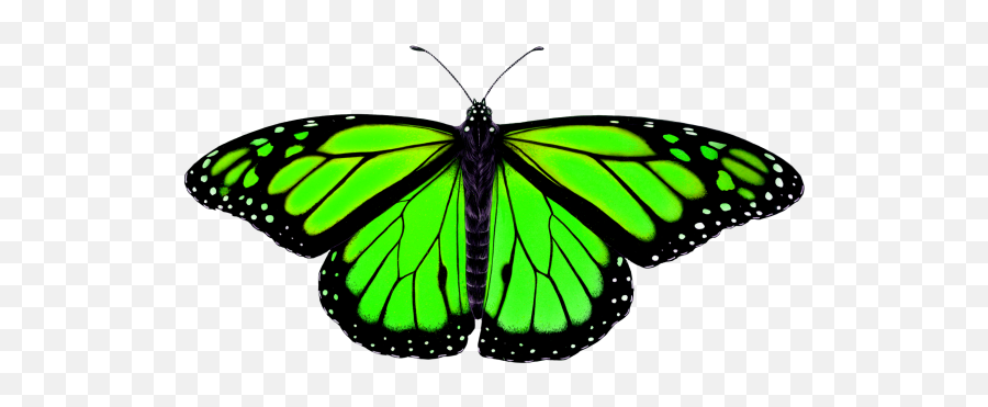 Butterfly Png Transparent Image - Animal Symmetry In Nature Emoji,Nature Transparent