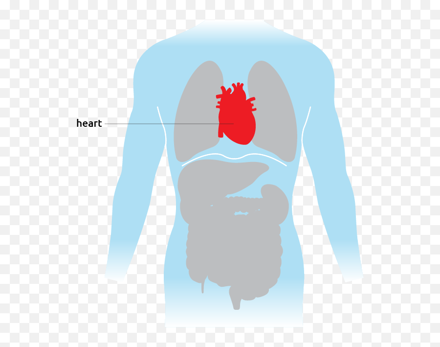 Heart - Transplant Living Emoji,Human Heart Transparent Background