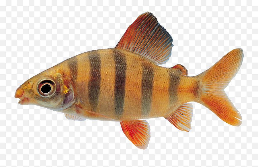 Fish Png - Download Fish Png Transparent Emoji,Fish Png