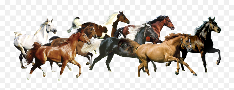 7 White Horse Images - Running Horse Transparent Background Emoji,Horse Transparent