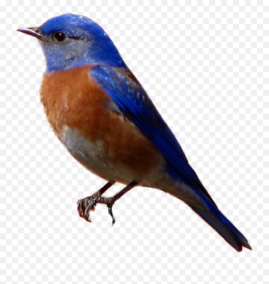 Free Blue Bird Transparent Background - Blue Bird Transparent Background Emoji,Bird Transparent