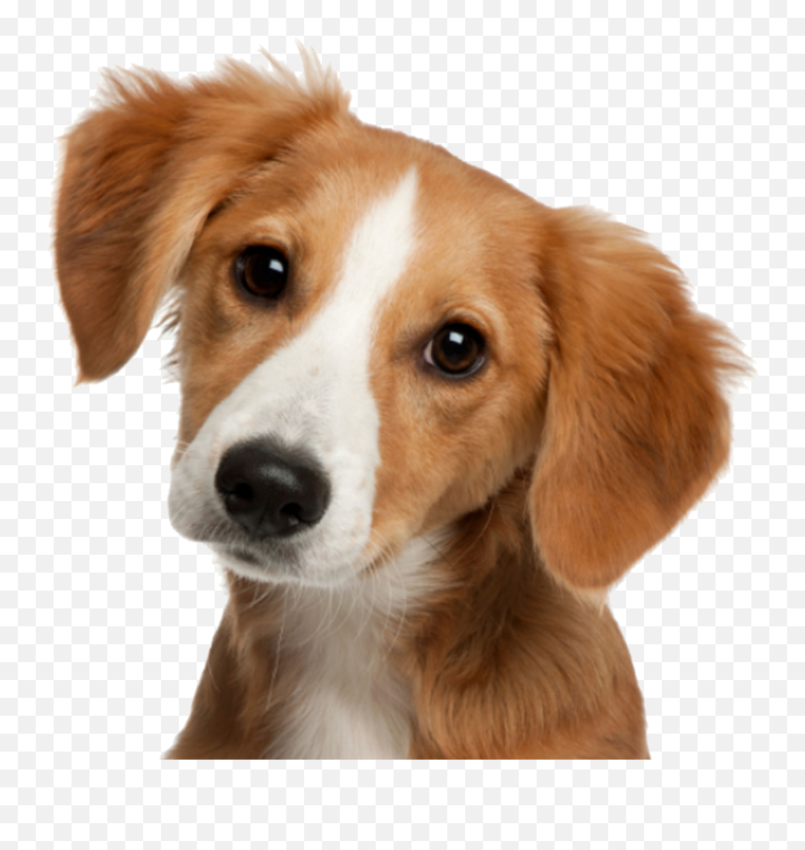 Cute Dog Face Png Image - Transparent Cute Dog Face Emoji,Dog Face Clipart
