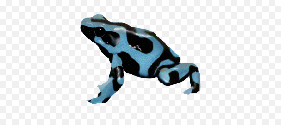 Poison Dart Frog Png Transparent Picture Png Mart - Poison Dart Frog Png Emoji,Dart Png