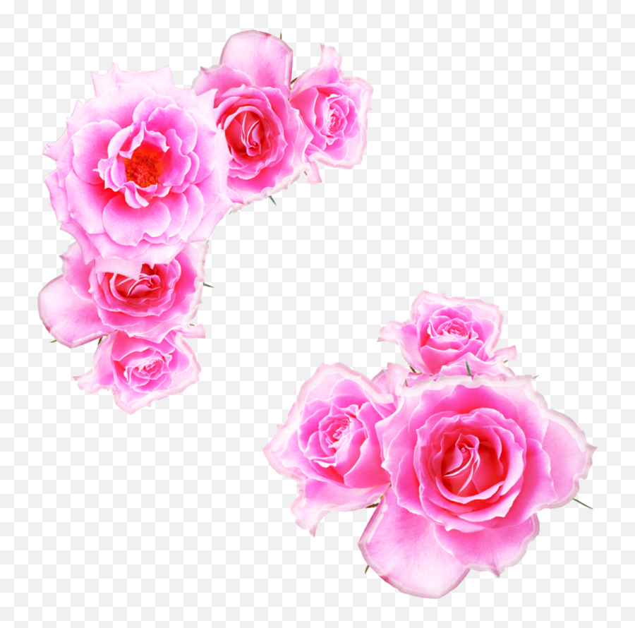 Pink Rose Clipart Pink Gold - Kewra Water In Hindi Bright Pink Flower Png Emoji,Pink Rose Clipart