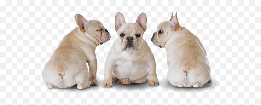 French Bulldog Puppy Png Emoji,French Bulldog Png
