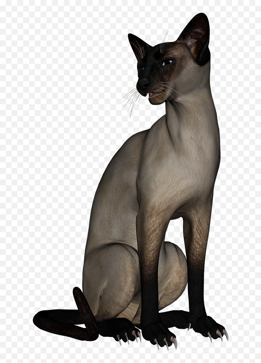 Cat Siamese Cat Animal - Minskin Clipart Full Size Clipart Emoji,Siamese Cat Clipart