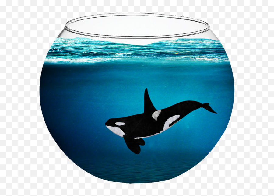 Download Orca In A Fishbowl By Fabala Thropp - D9bjq3t Emoji,Fishbowl Png