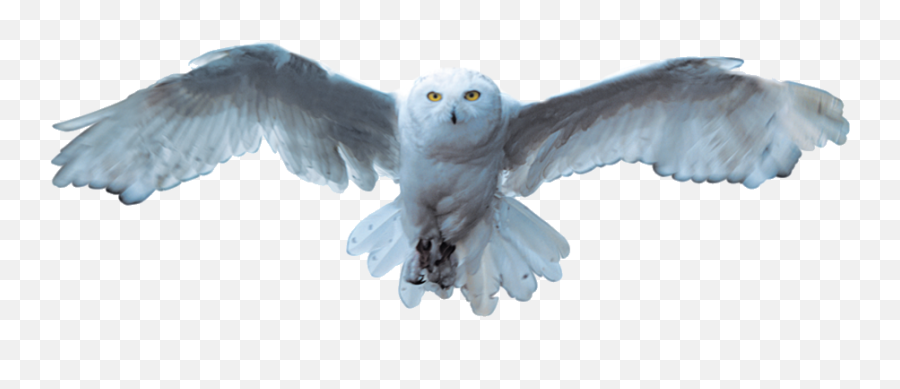 Snowy Owl Bird - Soft Emoji,Owl Png