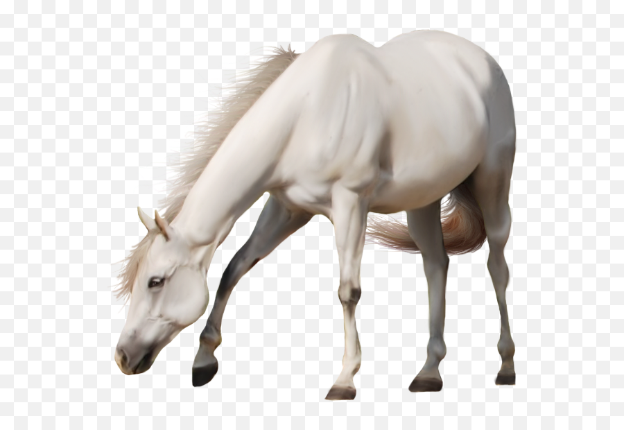 Horse High Quality Png - Transparent Background White Horse Png Emoji,Horse Transparent